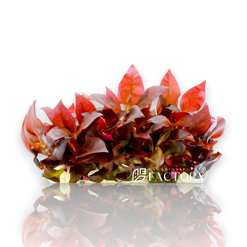 Alternanthera Reineckii Mini Vitro Culture