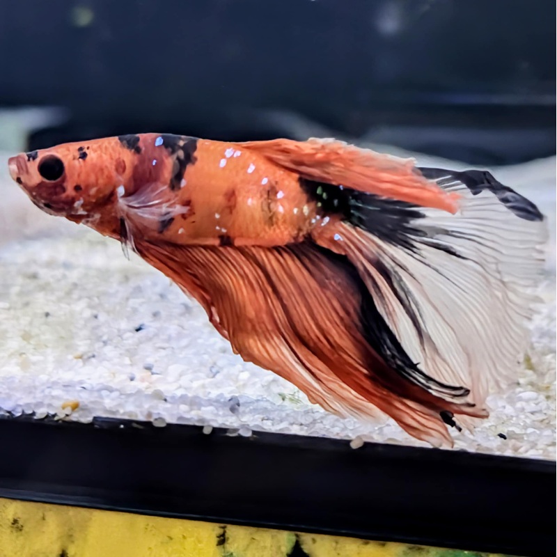 Paprika – Male Betta