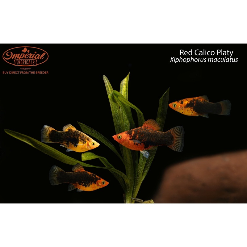Red Calico Platy 1-2″ Unsexed