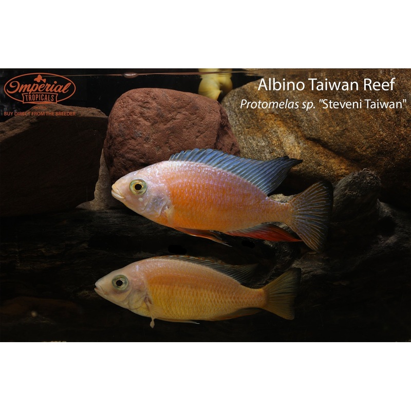 Albino Taiwan Reef 1-2″ Unsexed