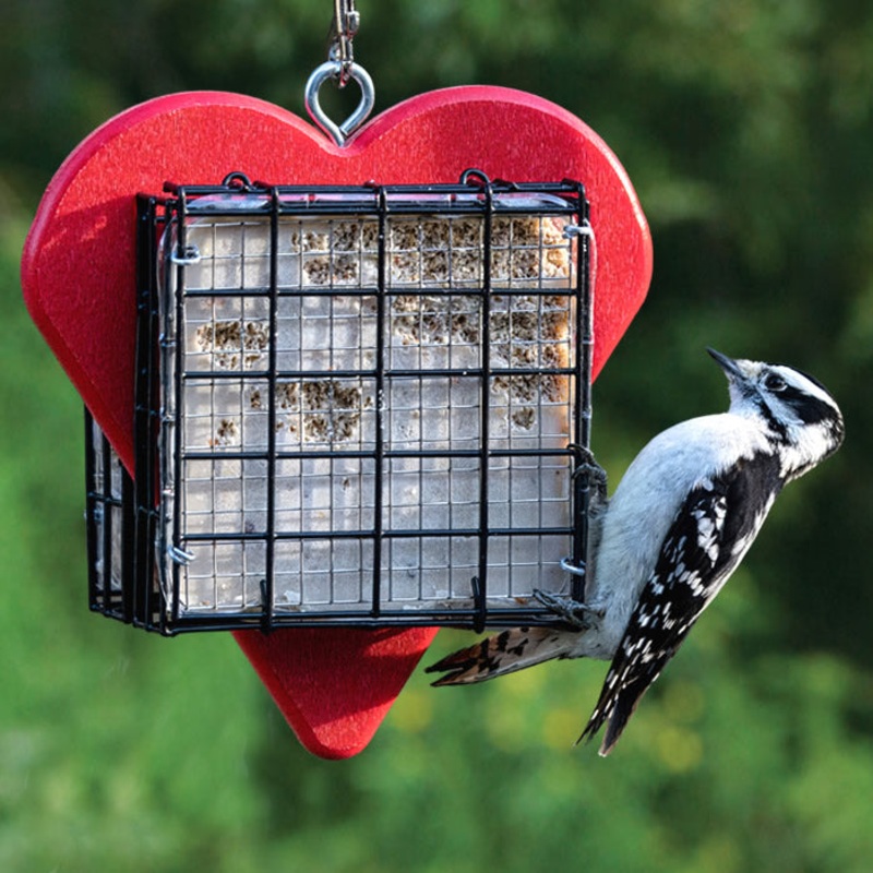 Duncraft Heart Double Suet Shield Feeder
