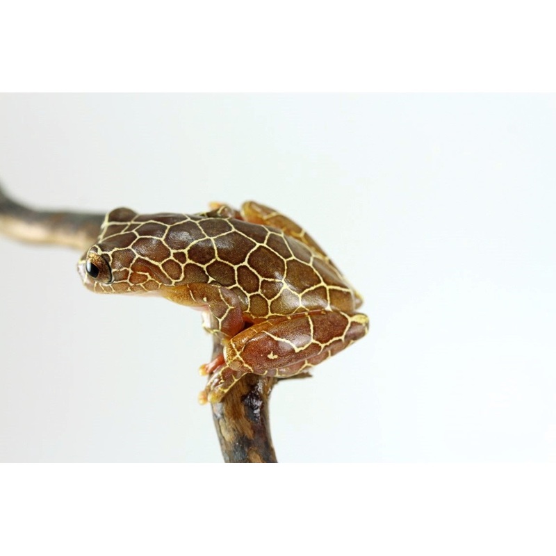 Giraffe Clown Tree Frog
