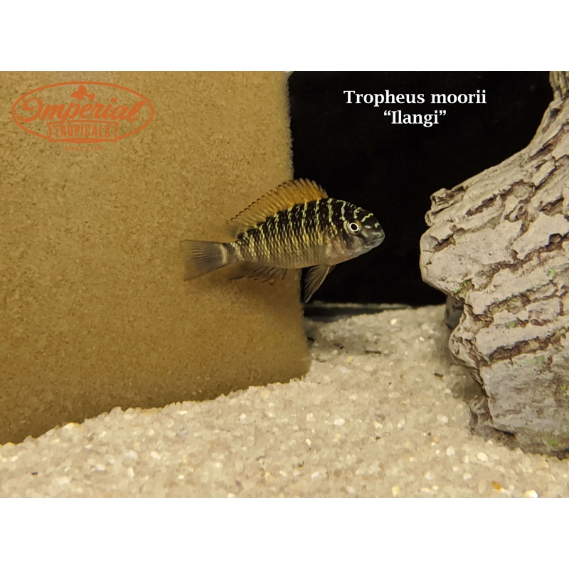 Tropheus moorii “Ilangi” 1-2 Unsexed