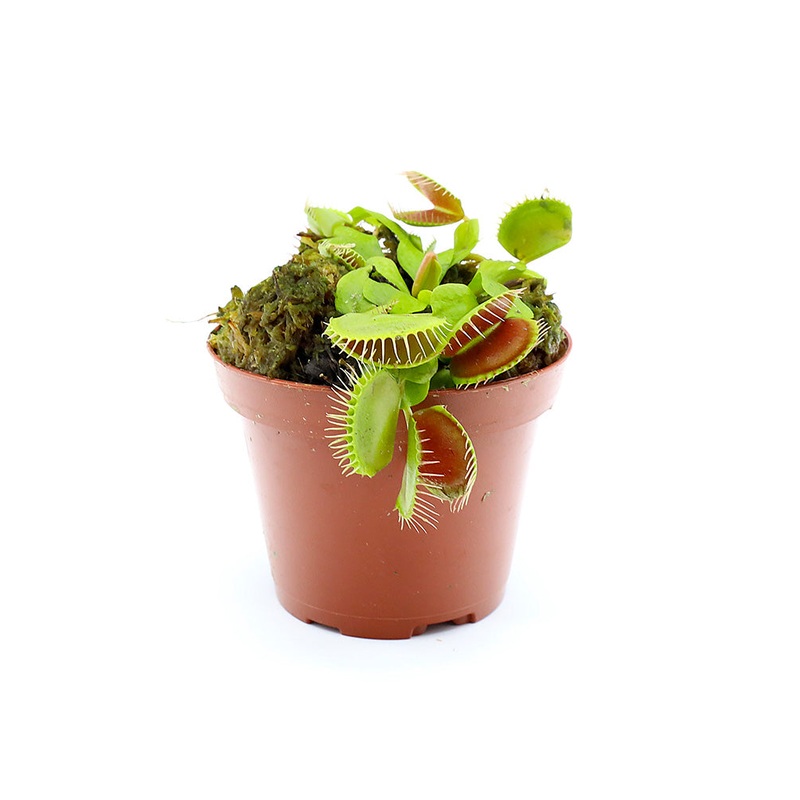 Venus Fly Trap (Dionaea muscipula) – Potted Carnivorous Plant 1 Plant