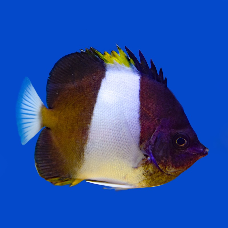Zoster Butterflyfish Medium (2 to 3 inches)