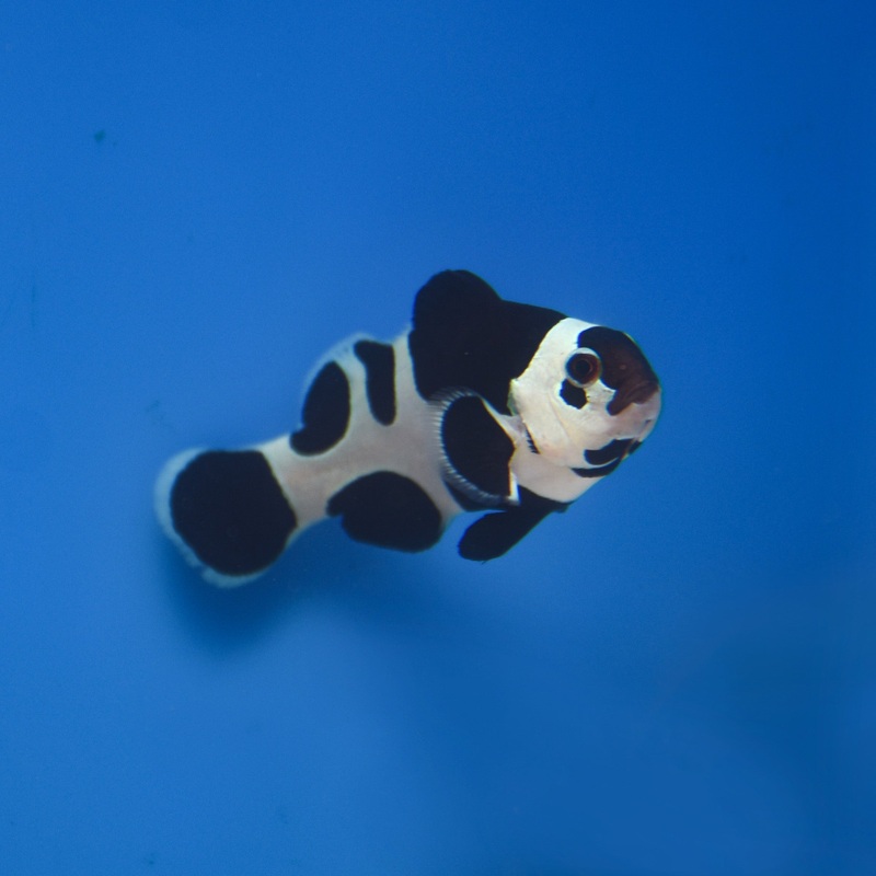 Black Storm Clownfish – Aquacultured 1 Lot