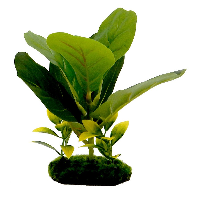 Blue Ribbon Pet Tropical Gardens Fiddle Leaf Plant