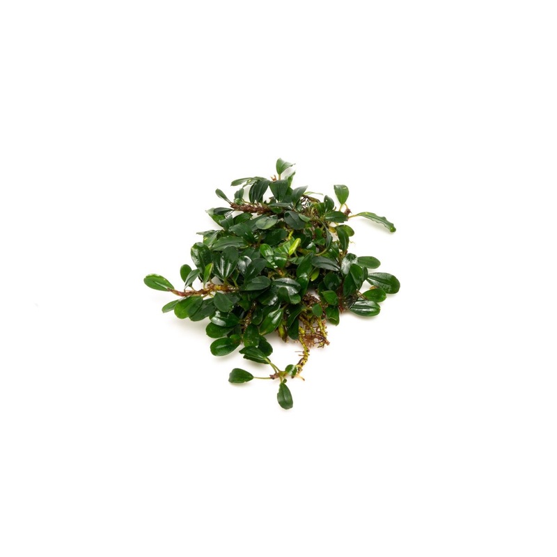 Bucephalandra Hades Plant (10+ Leaves)