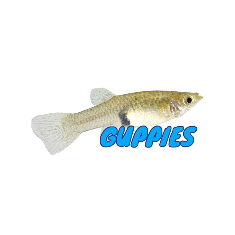 Guppies 1