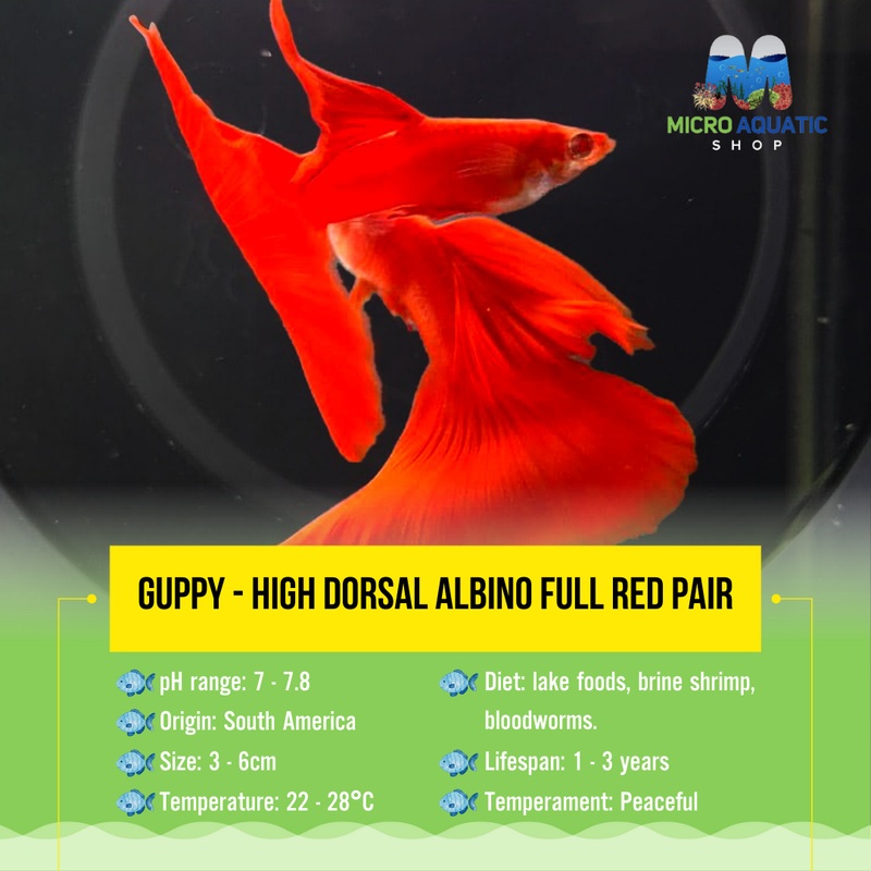 Guppy – High Dorsal Albno Full Red Pair 1 Pair ( 1 Male 1 Female )