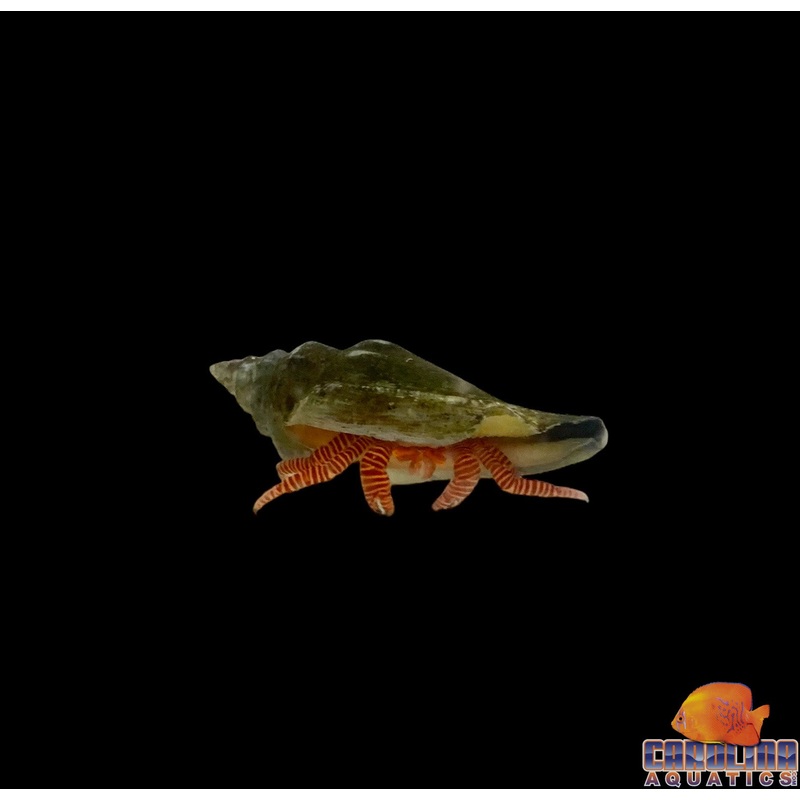 Hermit – Orange Banded