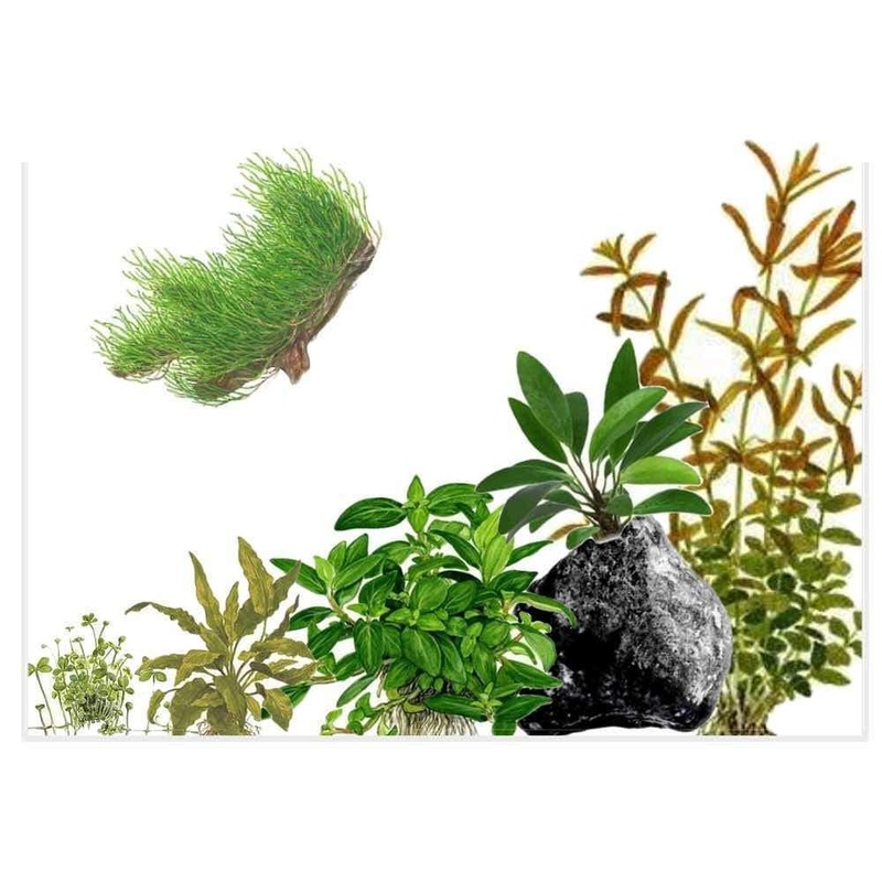 In-Vitro Plant Starter Kit for Low Tech Planted Aquariums – ALA