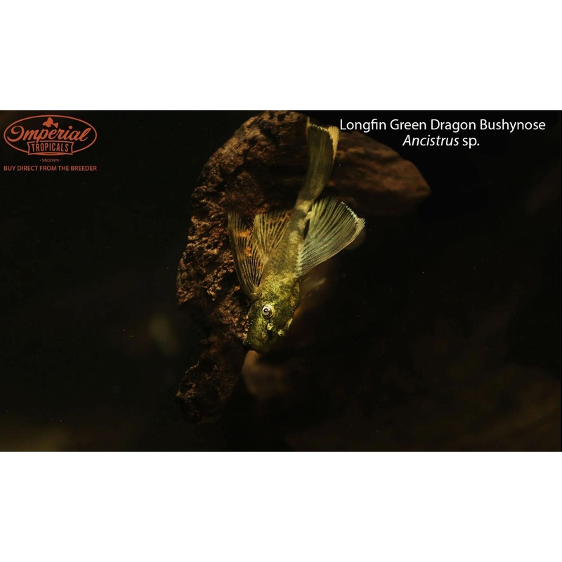 Longfin Green Dragon Bushynose 1-2″ Unsexed