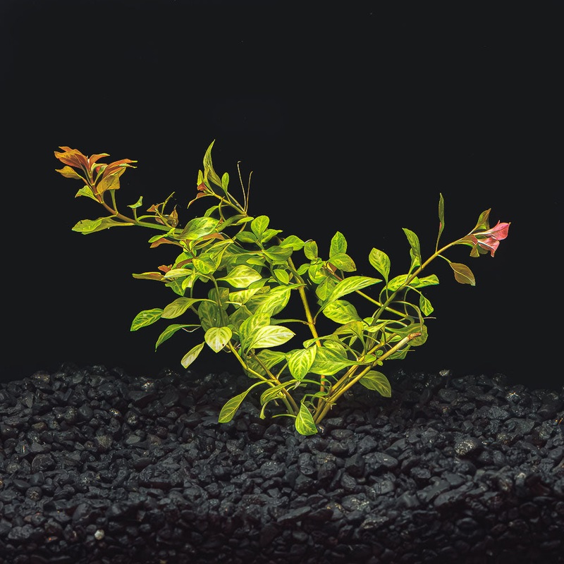 Ludwigia repens ‘Red’ 1 Bunch (3-4 Stems)