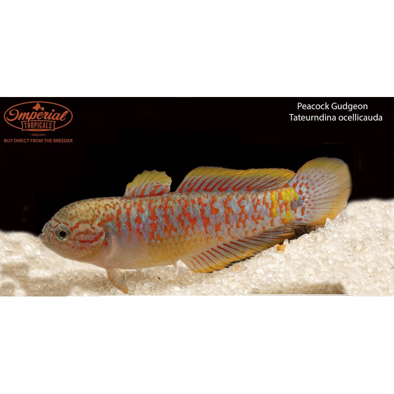 Peacock Gudgeon 1-2″ Unsexed