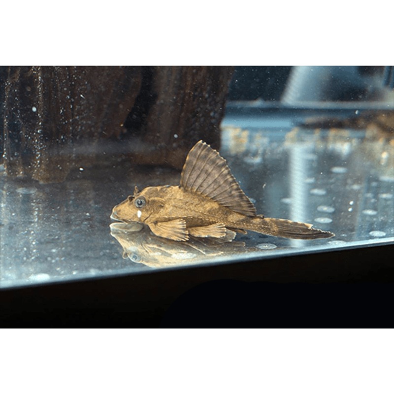 Rhino Pleco 4-5 Unsexed