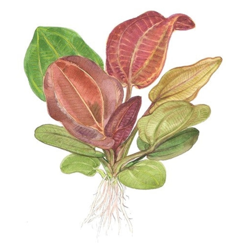 Tropica Potted Echinodorus Reni