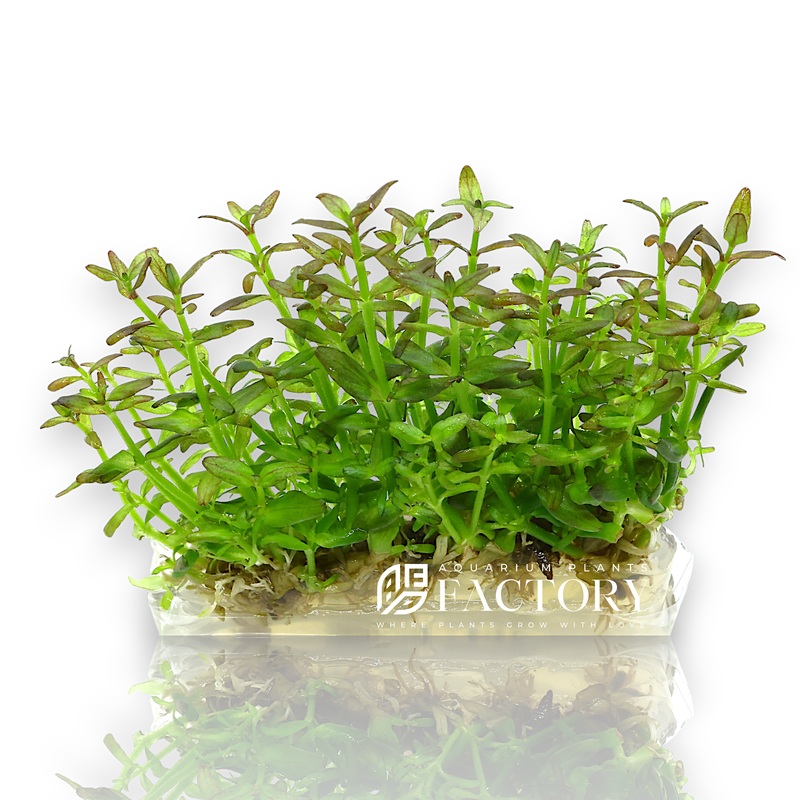 Bacopa Salzmannii Purple Vitro Culture