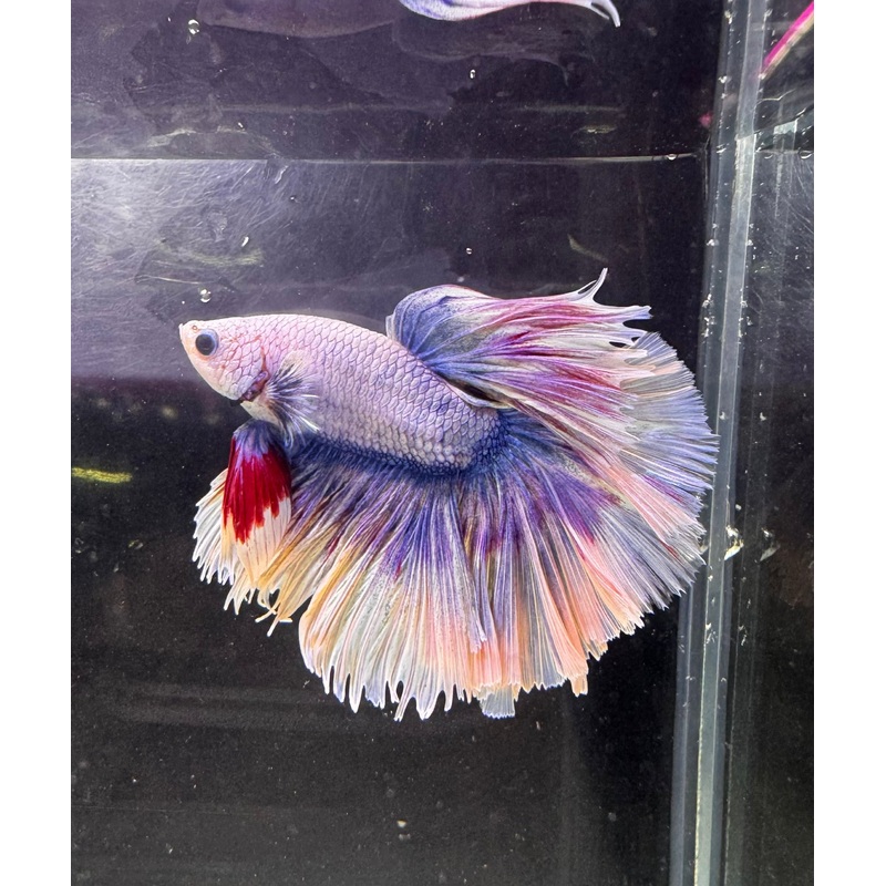Betta Male – A Grade Half Moon Dreammy 1 Male