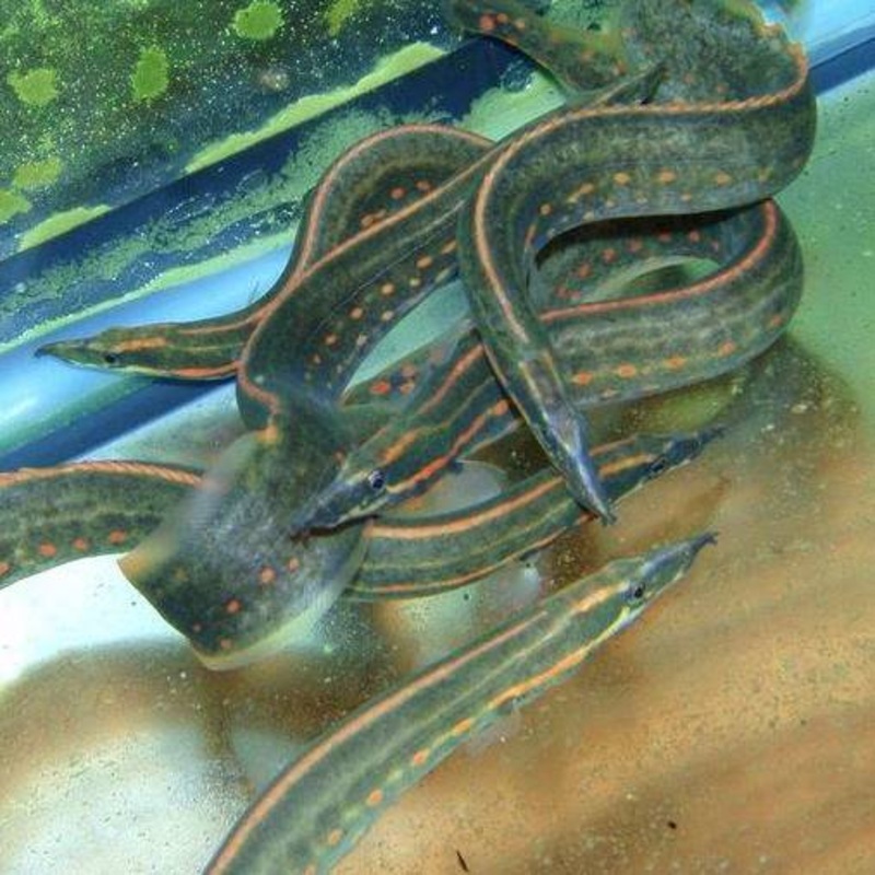 Misc – Eel Fire 6-8in.