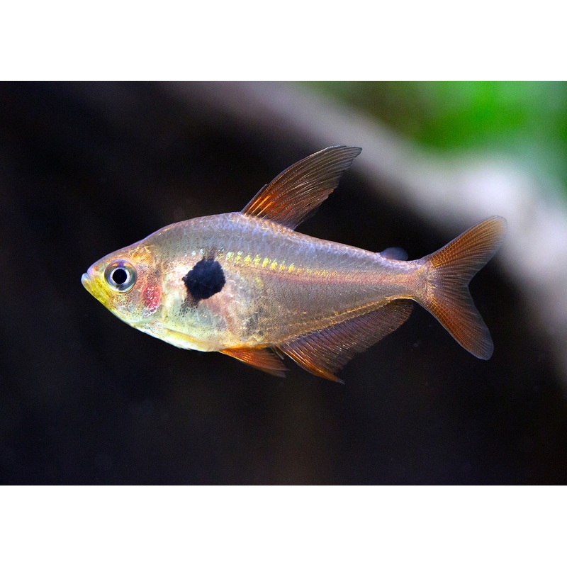 Phantom Tetra – Red Special (6 for $25) 2-2.5cm