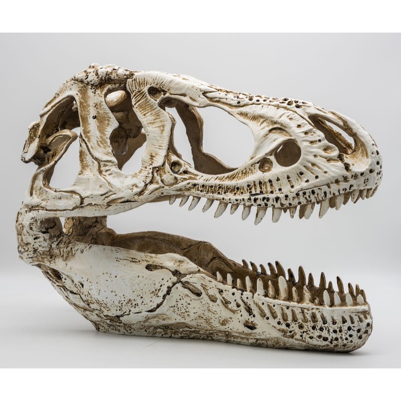 ProRep Resin XL T-Rex Skull, 38cm