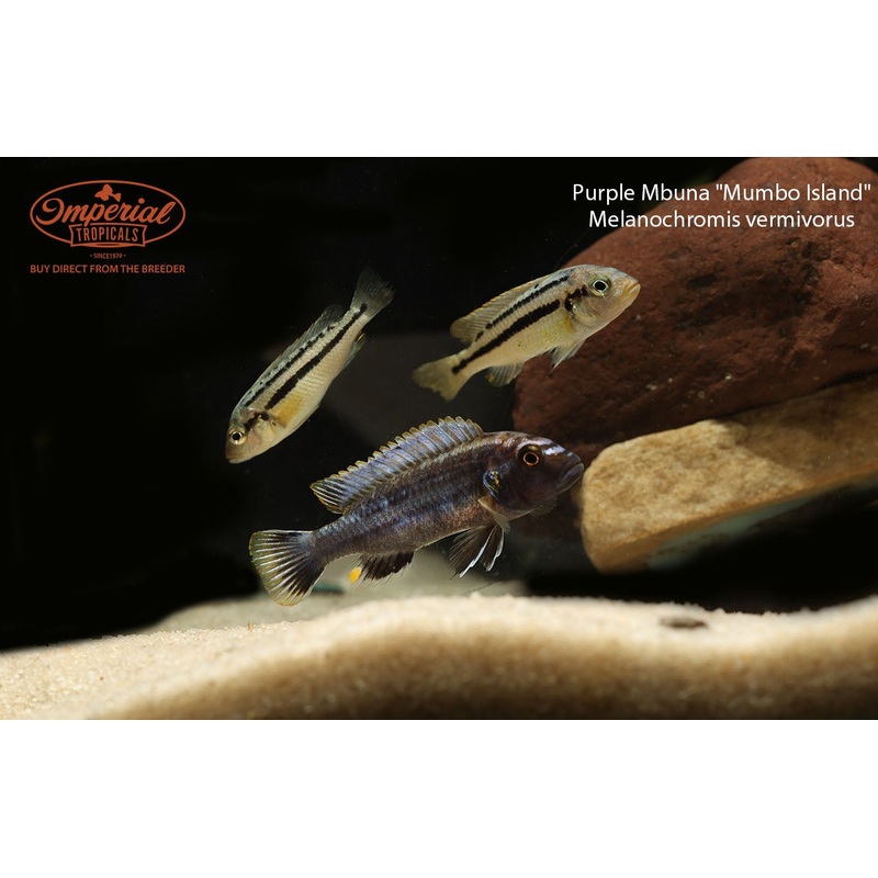 Purple Mbuna “Mumbo Island” 1-2″ Unsexed