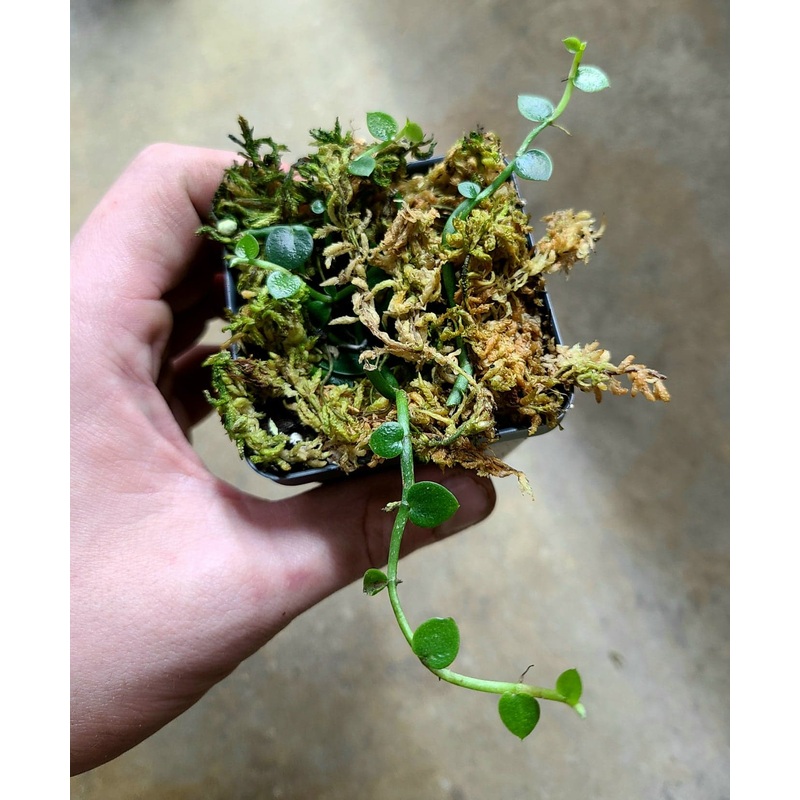 Rhaphidophora pachyphylla 6-12 leaf cutting