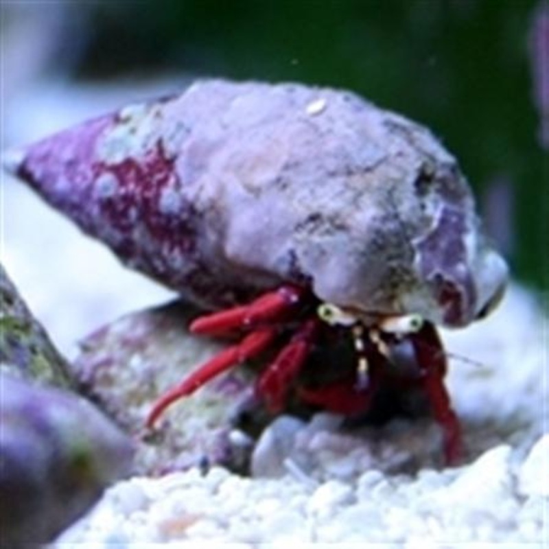Scarlett Hermit Crab