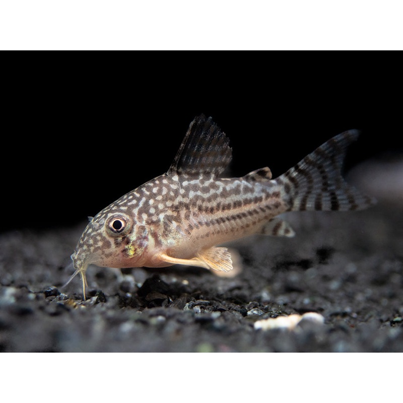 Sterba’s Cory Catfish (Corydoras sterbai), Tank-Bred School of 3