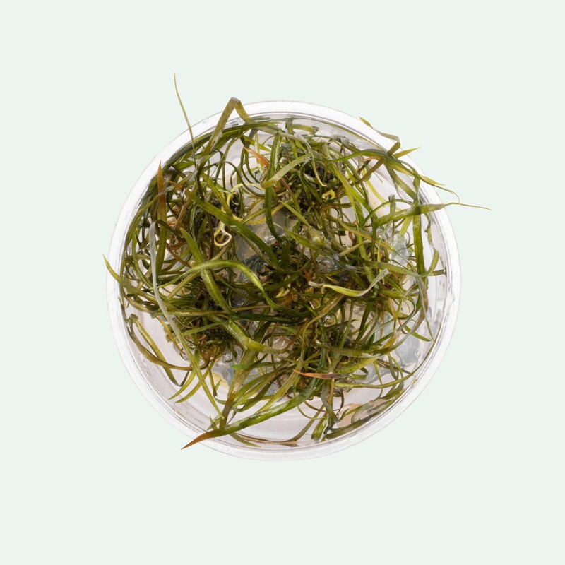 Cryptocoryne Crispatula Tonkinensis Tissue Culture