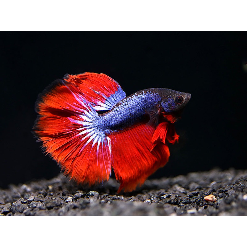 Dragon Super Delta Tail Betta (Betta splendens) – Tank Bred 1 Male Betta