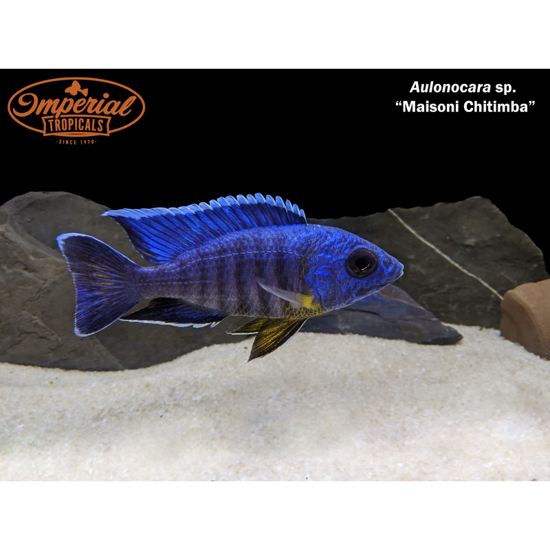 Maisoni Chitimba 1-2″ Unsexed