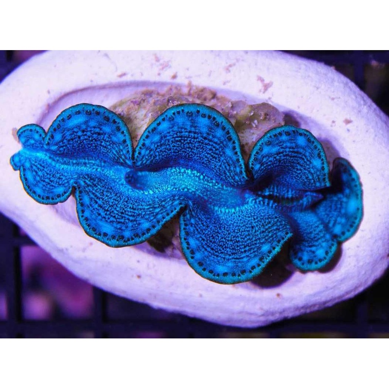 Red Sea Maxima Clam (BIOTA)