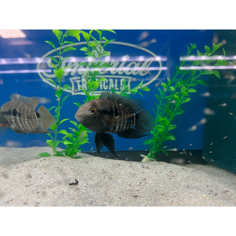 Amazon Cichlid 1-2 Unsexed