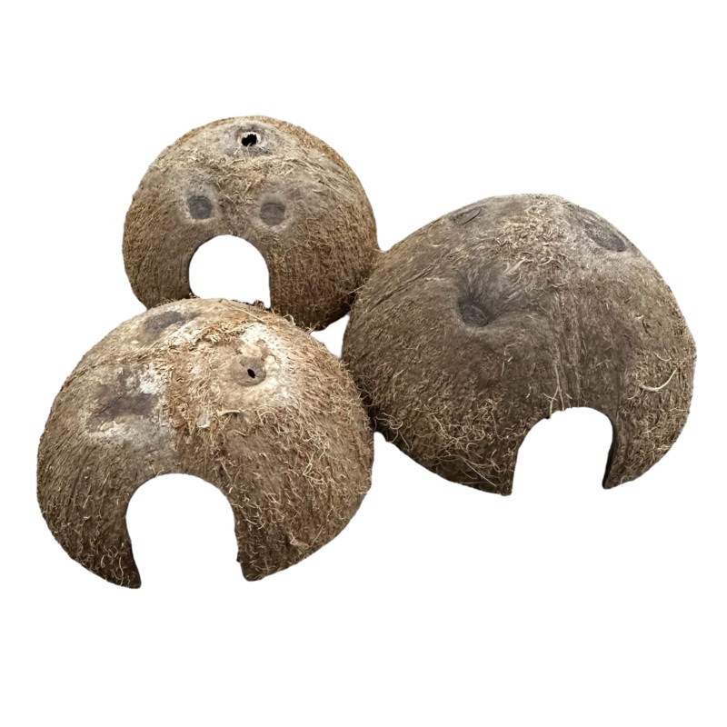 Coconut Hut Single