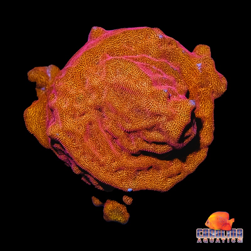 Frag – Peach Lepto