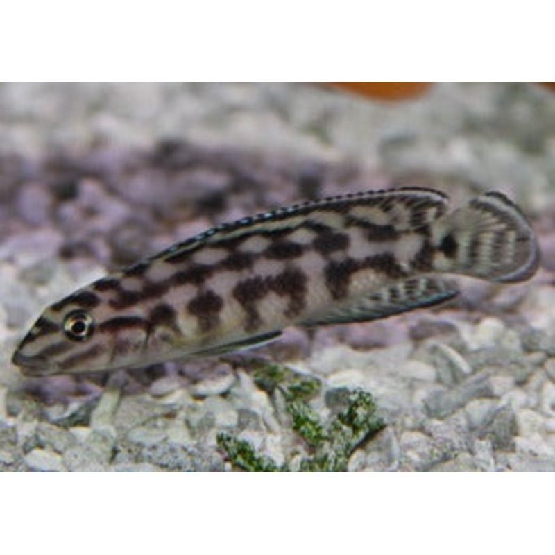 Julidochromis Marlieri 3.5-4cm