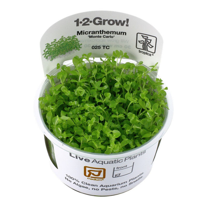 Monte Carlo – Micranthemum Tweediei – Tropica 1-2 Grow