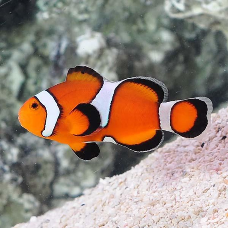 XL Orange Ocellaris Clownfish