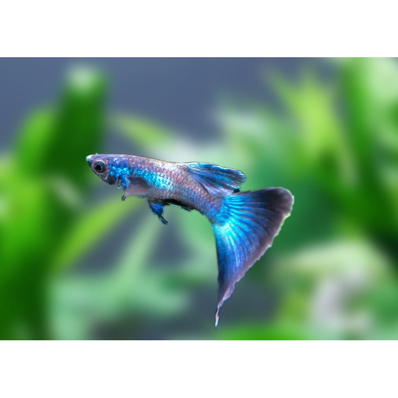 Guppy Male Blue Moscow 3-3.5cm