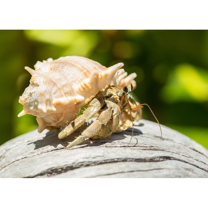 Hermit Crab Large