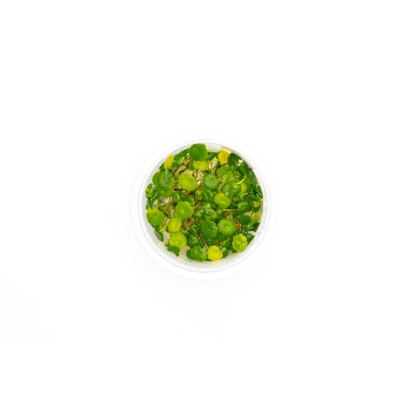 Hydrocotyle Verticillata Aquatic Farmer Tissue Culture