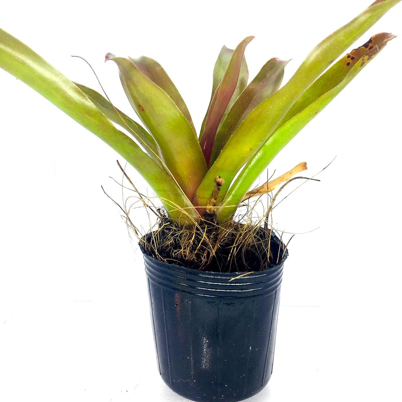 Neoregelia #001