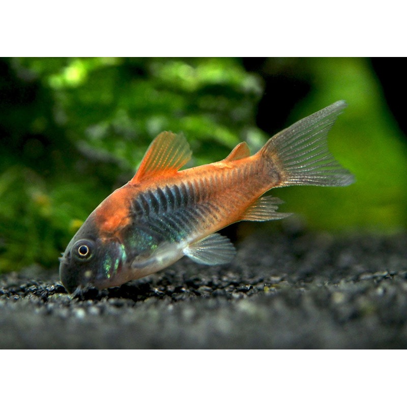 Orange Venezuelan Cory Catfish (Corydoras aeneus “Venezuela”), Tank-Bred School of 3