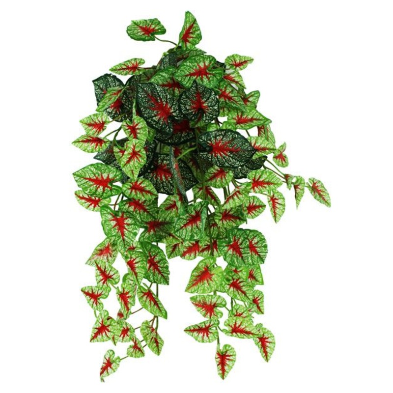 Pangea Hanging Terrarium Plant – Caladium 18 in