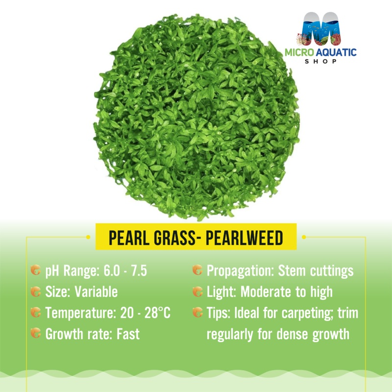 Pearl Grass- Pearlweed Pot 3cm