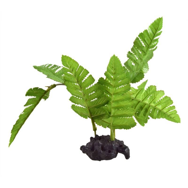 Underwater Treasures Maidenhair Fern Plant
