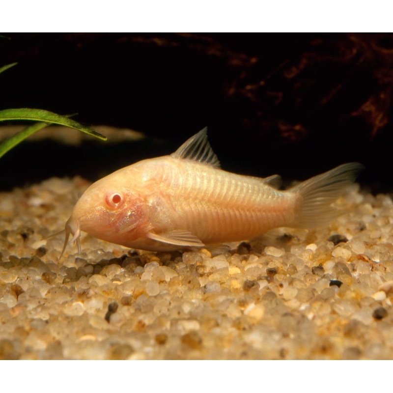 Albino Cory 4-5cm