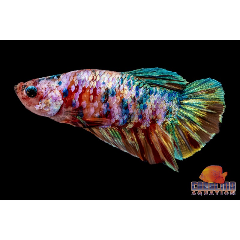 Betta – Multicolor Candy Male